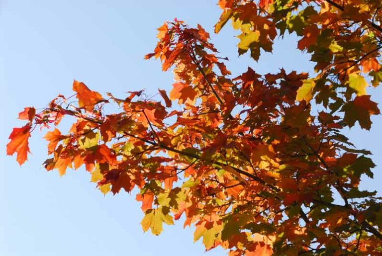 nachbarschaftsrecht feuer im garten