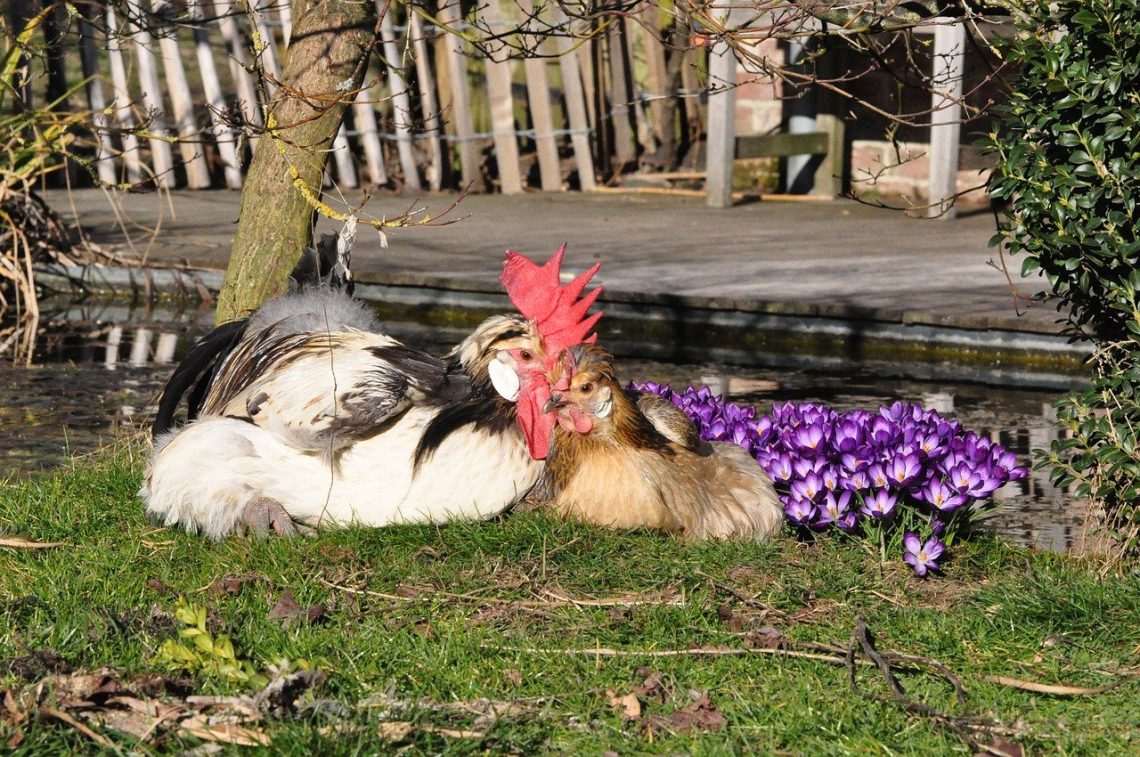 Tiere im Garten halten Welche darf man? wohnenund