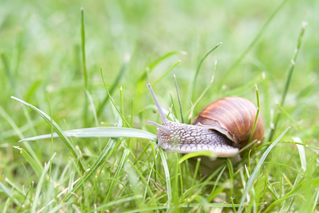 Schnecken im Garten bekämpfen 10 nützliche Tipps